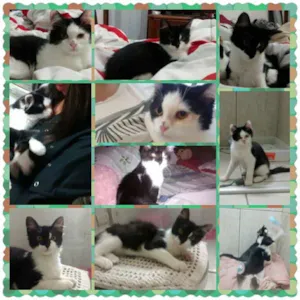 Gato raça vira latavpelo longo idade 2 a 6 meses nome Zenaide e zoraraide