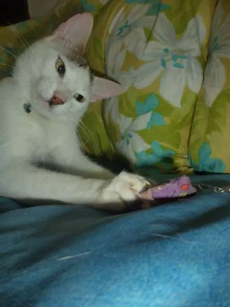 Gato ra a SRD idade 1 ano nome Charge
