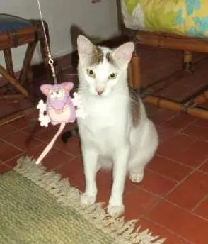 Gato ra a SRD idade 1 ano nome Charge