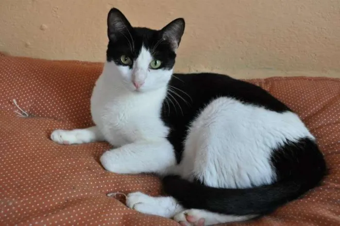 Gato ra a SRD idade 2 anos nome Frajolinha