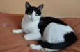 Frajolinha