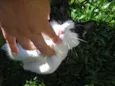 Frajolinha