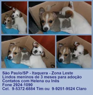 Cachorro raça  idade 2 a 6 meses nome á escolher