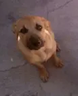 Bolinha