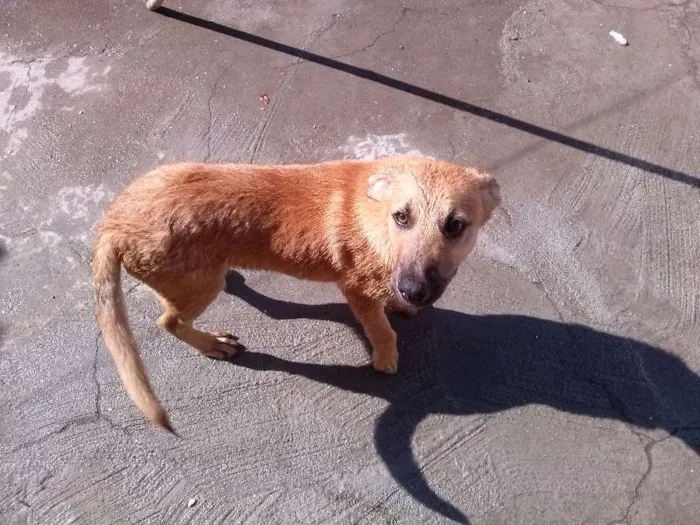 Cachorro ra a Mestiço Labrador/Vira Lata idade 2 a 6 meses nome Bolinha