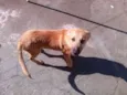 Bolinha