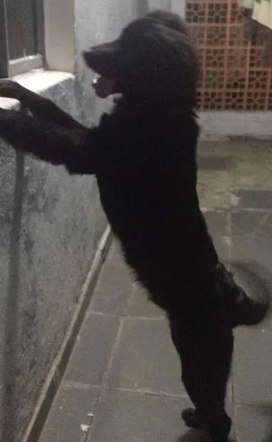 Cachorro ra a Mistura idade 7 a 11 meses nome BOB