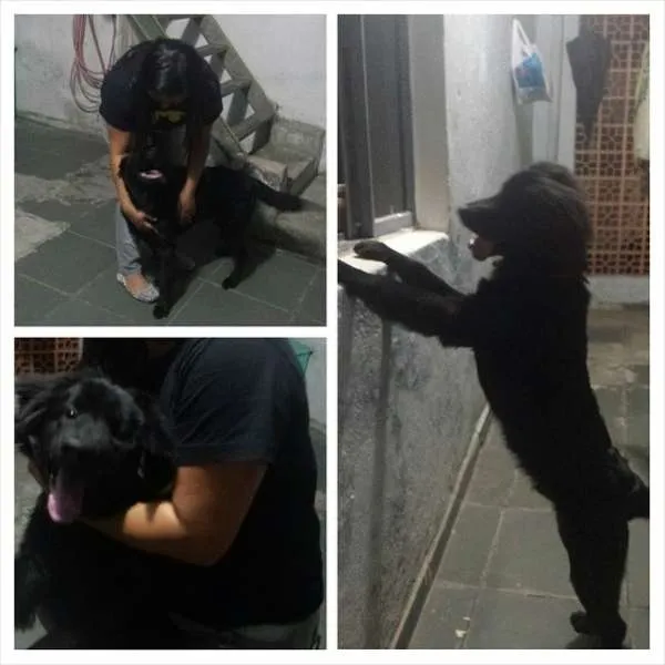 Cachorro ra a Mistura idade 7 a 11 meses nome BOB
