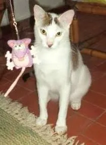 Gato raça SRD idade 1 ano nome Charge