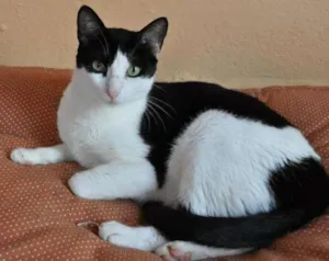 Gato raça SRD idade 2 anos nome Frajolinha