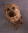 Bolinha