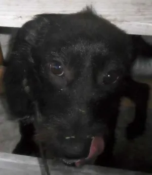 Cachorro raça SRD idade  nome Nina