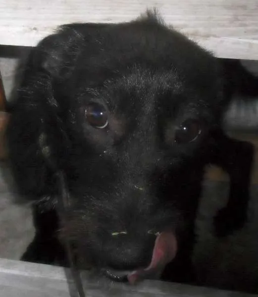 Cachorro ra a SRD idade  nome Nina