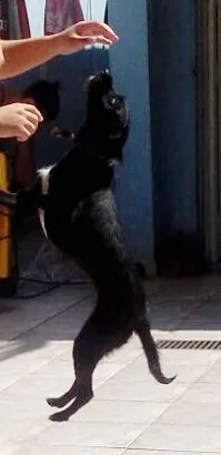 Cachorro ra a SRD idade  nome Nina