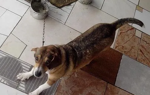 Cachorro ra a SRD idade 3 anos nome Princesa