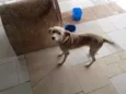 Bolinha