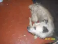 cachorrinho