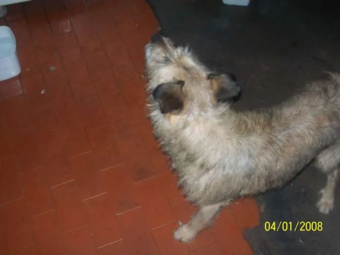 Cachorro ra a vira-lata idade 4 anos nome cachorrinho