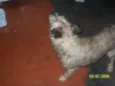 cachorrinho