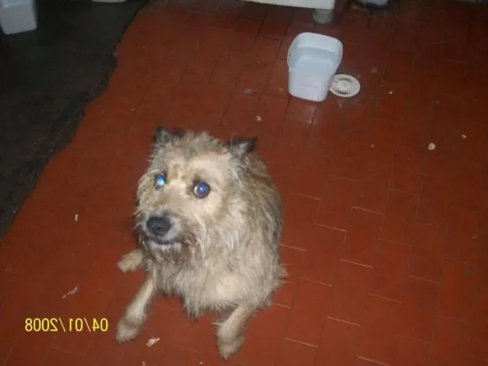Cachorro ra a vira-lata idade 4 anos nome cachorrinho