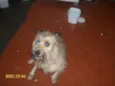 cachorrinho
