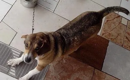 Cachorro ra a SRD idade 3 anos nome Princesa