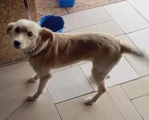 Cachorro raça SRD idade 5 anos nome Bolinha