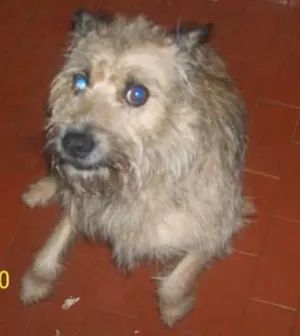 Cachorro raça vira-lata idade 4 anos nome cachorrinho