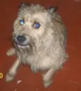 cachorrinho