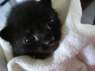 Gato ra a  idade 2 a 6 meses nome não tem nome