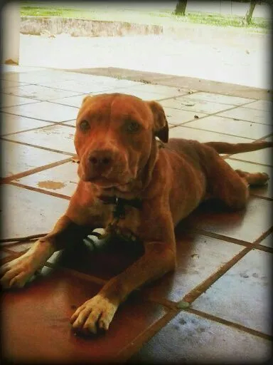 Cachorro ra a Pit-Bull idade 1 ano nome -