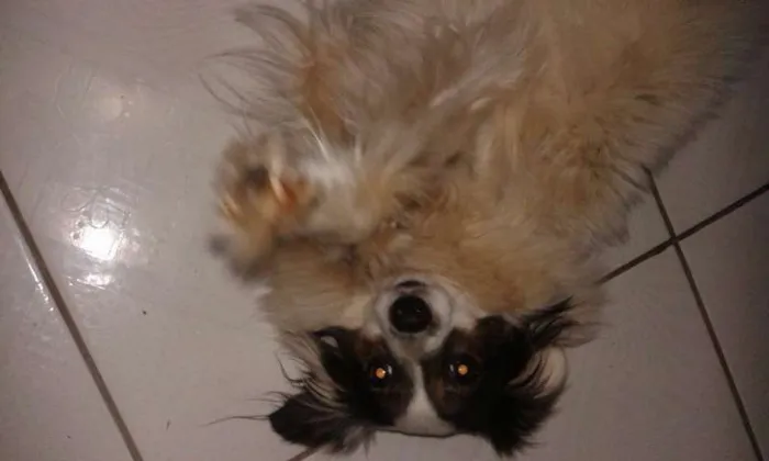 Cachorro ra a Indefinida idade 2 anos nome Indefinido