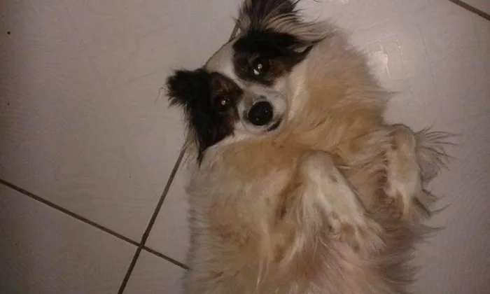 Cachorro ra a Indefinida idade 2 anos nome Indefinido