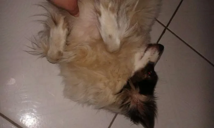 Cachorro ra a Indefinida idade 2 anos nome Indefinido