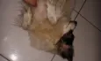 Indefinido