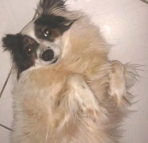 Cachorro ra a Indefinida idade 2 anos nome Indefinido