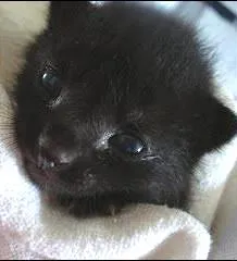 Gato raça  idade 2 a 6 meses nome não tem nome