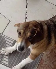 Cachorro ra a SRD idade 3 anos nome Princesa