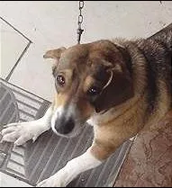 Cachorro ra a SRD idade 3 anos nome Princesa