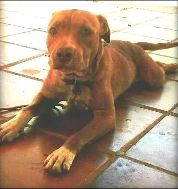 Cachorro ra a Pit-Bull idade 1 ano nome -