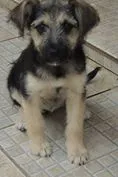 Cachorro ra a SRD idade 2 a 6 meses nome Bebel