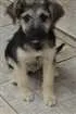 Cachorro raça SRD idade 2 a 6 meses nome Bebel