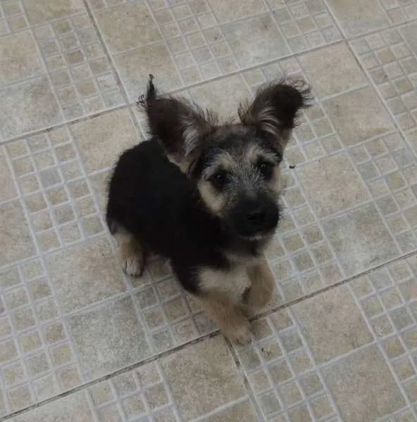 Cachorro ra a SRD idade 2 a 6 meses nome Bebel