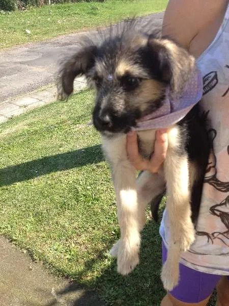 Cachorro ra a SRD idade 2 a 6 meses nome Bebel