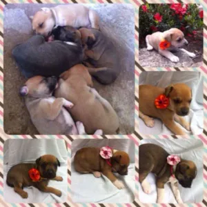 Cachorro raça Vira lata idade Abaixo de 2 meses nome Sem nome