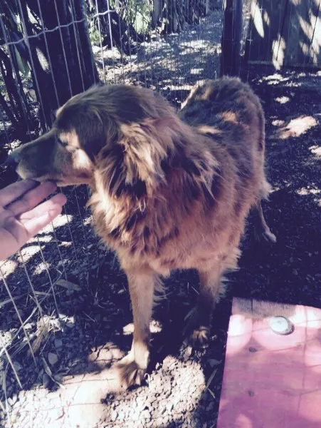 Cachorro ra a Vira lata idade 4 anos nome Soraia