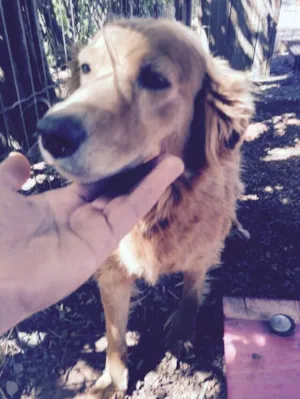 Cachorro raça Vira lata idade 4 anos nome Soraia