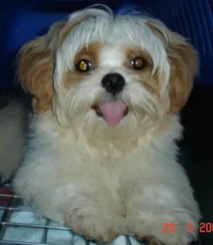 Cachorro raça Lhasa Apso idade 6 ou mais anos nome Puff