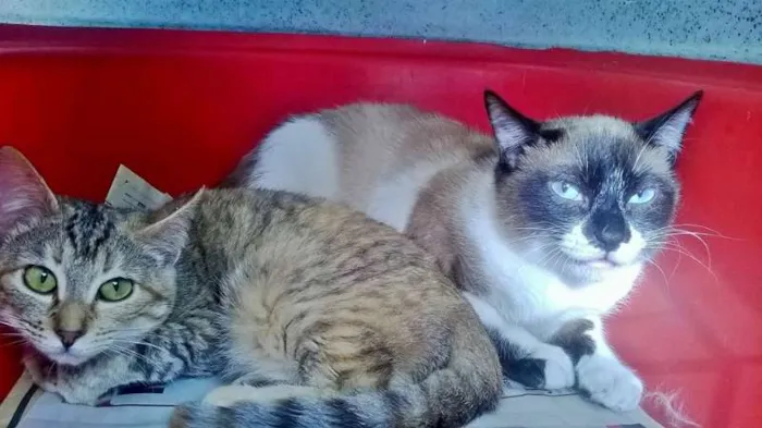 Gato ra a sem raça definida idade 2 a 6 meses nome Nina e Andy