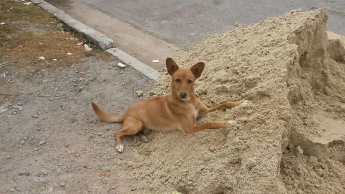 Cachorro ra a SRD idade 1 ano nome Chulim